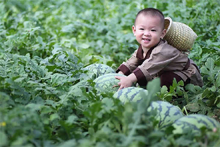 Помогающий отцу собирать арбузы младенец из Китая стал звездой соцсетей (ФОТО)