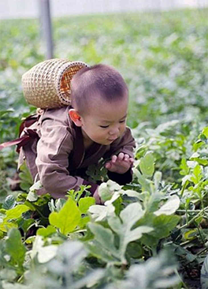 Помогающий отцу собирать арбузы младенец из Китая стал звездой соцсетей (ФОТО)