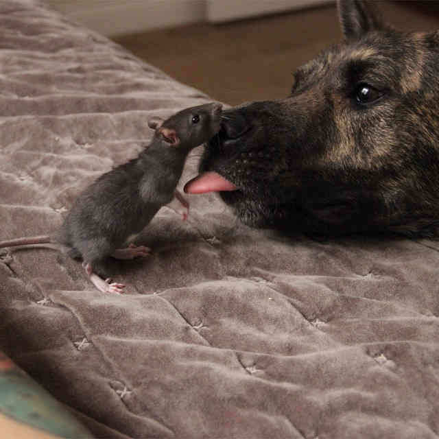 Невероятная дружба между овчаркой и крысой (ФОТО)