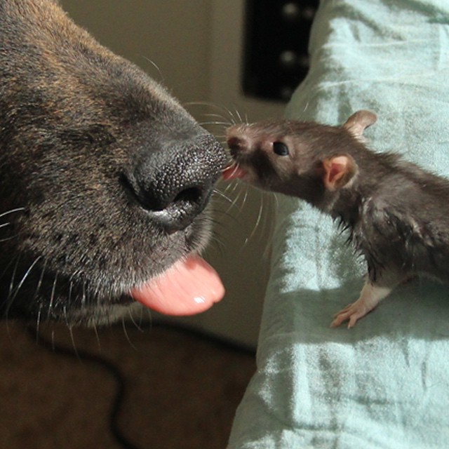 Невероятная дружба между овчаркой и крысой (ФОТО)