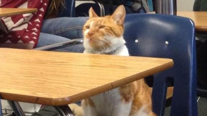 Единственный в мире кот, который официально признан студентом (ФОТО)