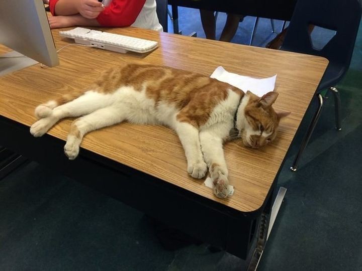 Единственный в мире кот, который официально признан студентом (ФОТО)