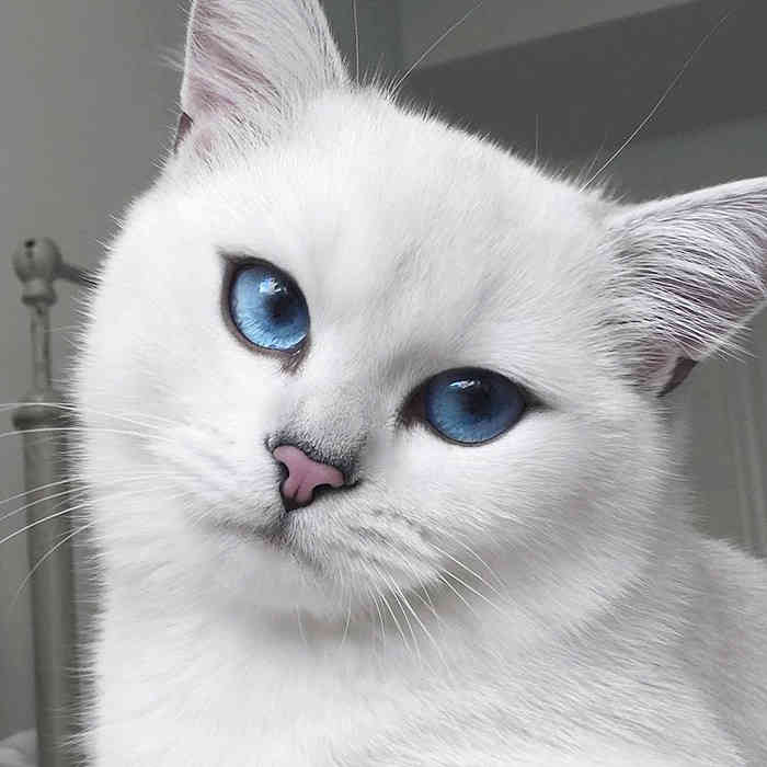 Встречайте кота с самыми красивыми в мире глазами (ФОТО)