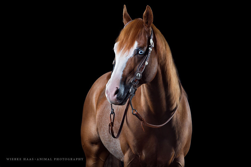 Потрясающие работы конного фотографа  (ФОТО)