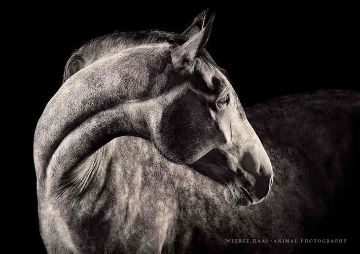 Потрясающие работы конного фотографа  (ФОТО)