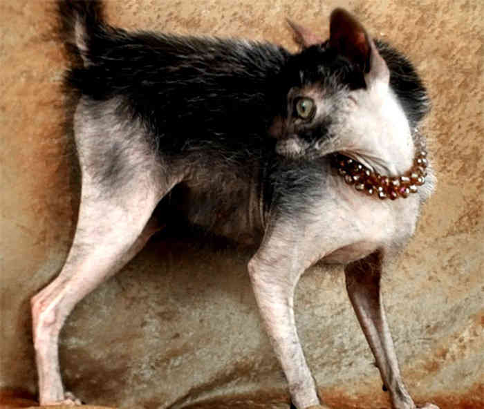 Ужасы генной инженерии: самые страшные породы домашних животных (ФОТО)
