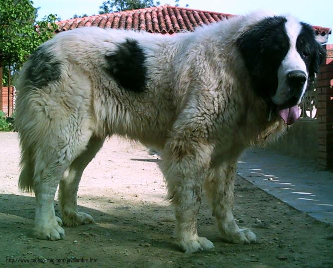 Самые большие в мире собаки (ФОТО)