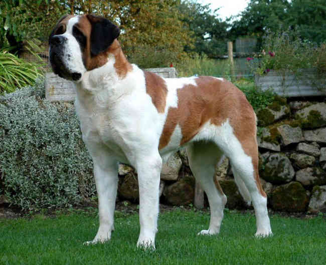 Самые большие в мире собаки (ФОТО)