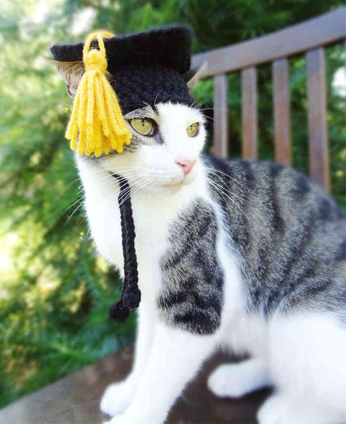 Вязаные шляпки для животных (ФОТО)