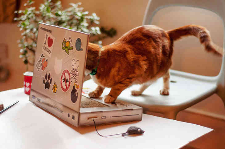 Ноутбук для кошек (ФОТО)