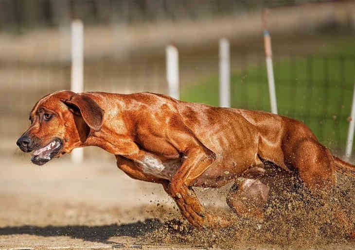 Самые опасные породы собак (ФОТО)