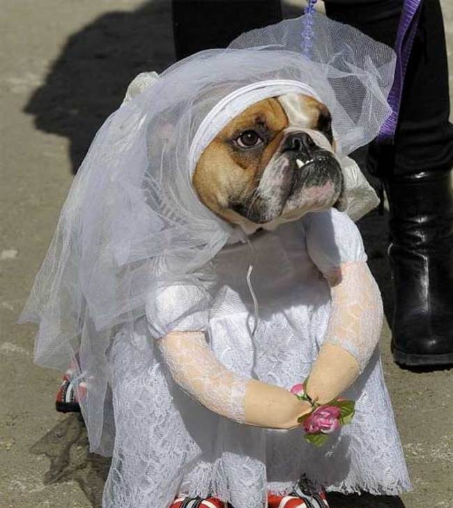Животные в свадебных костюмах, которые нашли свою любовь (ФОТО)