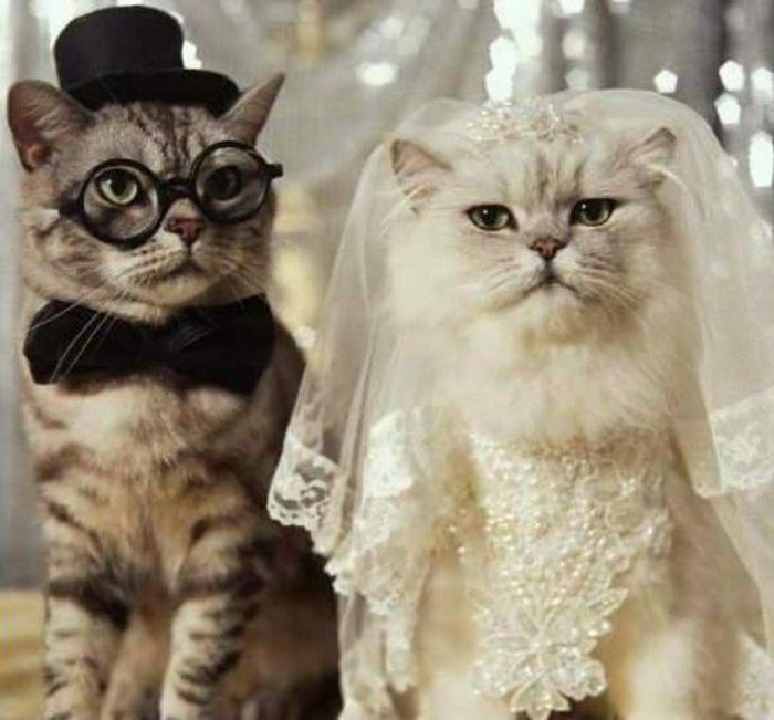 Животные в свадебных костюмах, которые нашли свою любовь (ФОТО)