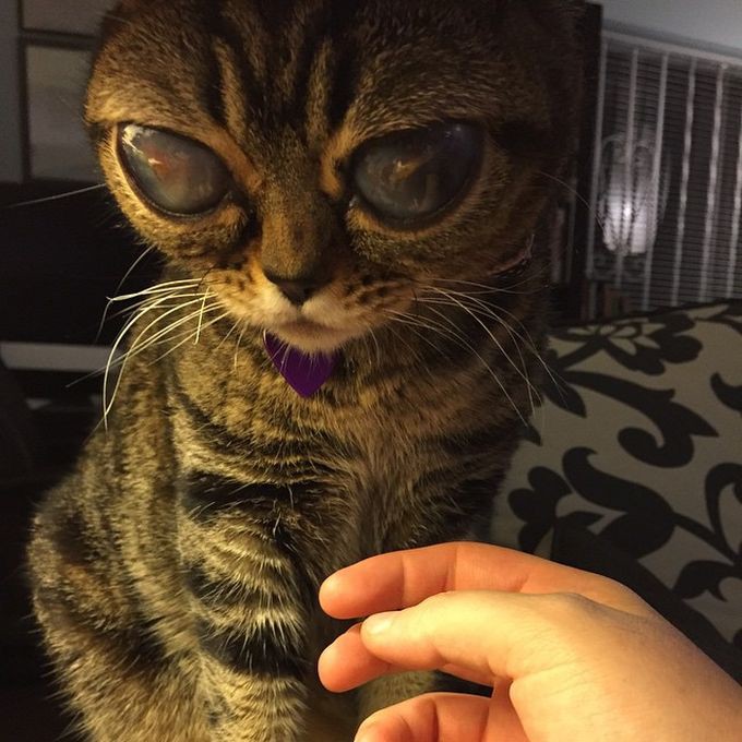 В Британии живет кошка-инопланетянка (ФОТО)