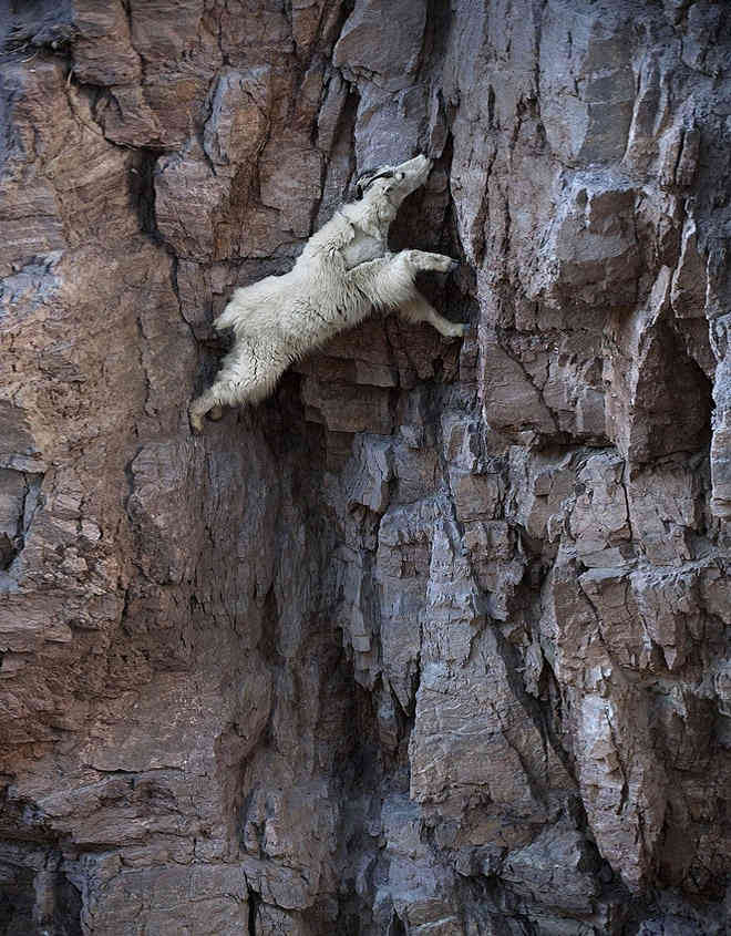 Леденящие душу фотографии горных козлов (ФОТО)
