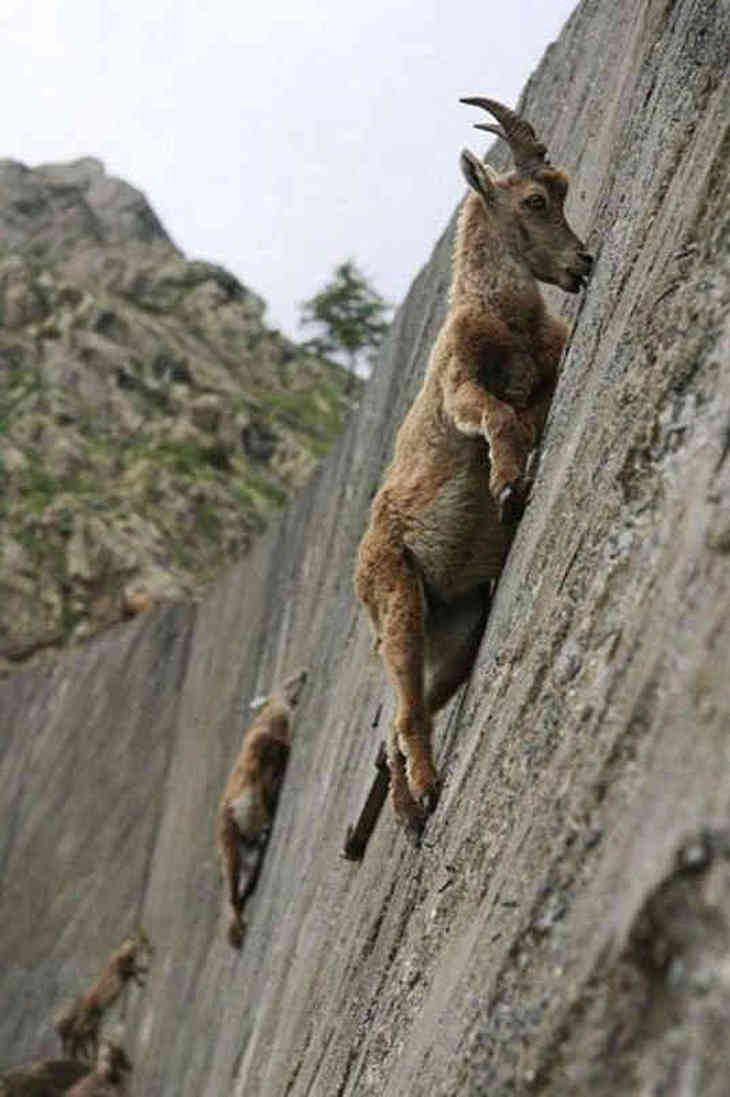 Леденящие душу фотографии горных козлов (ФОТО)