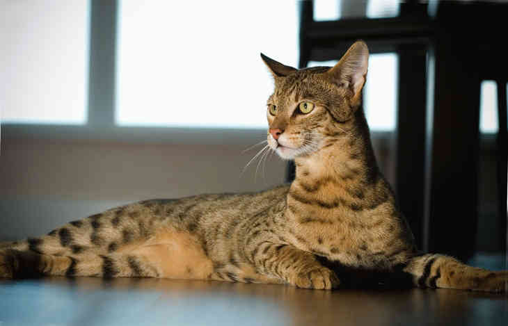 10 самых правильных пород кошек (ФОТО)
