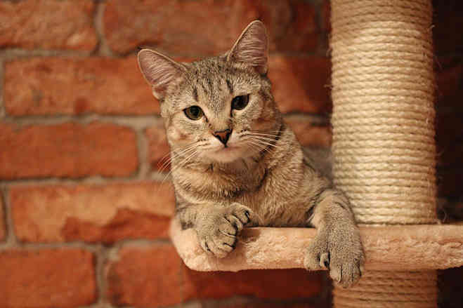 10 самых правильных пород кошек (ФОТО)