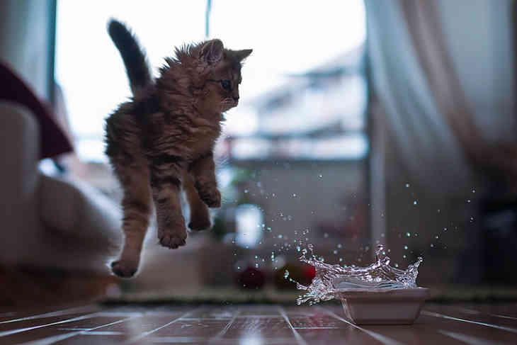 Летающие ниндзя-коты (ФОТО)