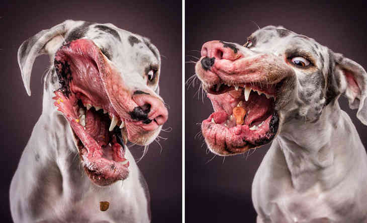 Смешные выражения морд собак, пытающихся поймать угощение 