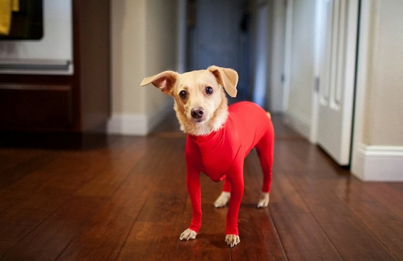 Создана одежда для собак, предотвращающая разброс шерсти по всему дому