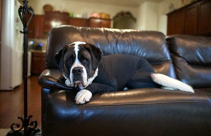 Создана одежда для собак, предотвращающая разброс шерсти по всему дому