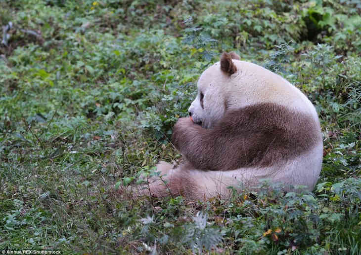 Единственная в мире коричневая панда живет в Шаньси
