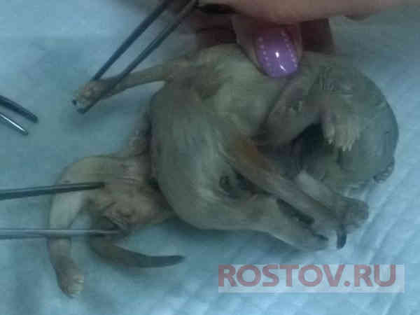 В Ростове кошка родила котенка с восемью лапами и двумя хвостами