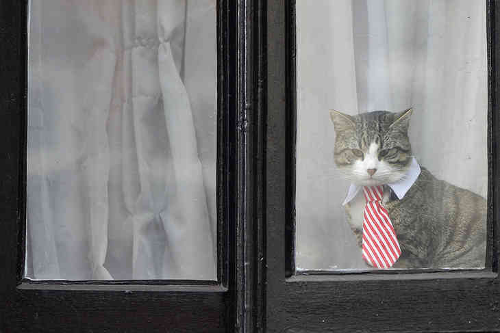 «Надевший» галстук кот Ассанжа позирует во время допроса хозяина