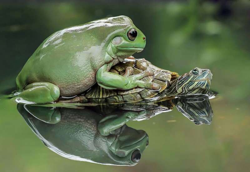 Потрясающие снимки лягушек от индонезийского фотографа Танто Йенсена