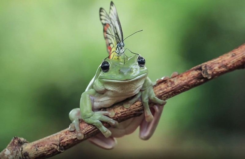 Потрясающие снимки лягушек от индонезийского фотографа Танто Йенсена