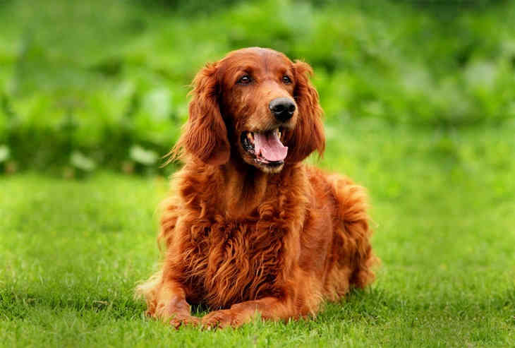 10 самых дружелюбных пород собак