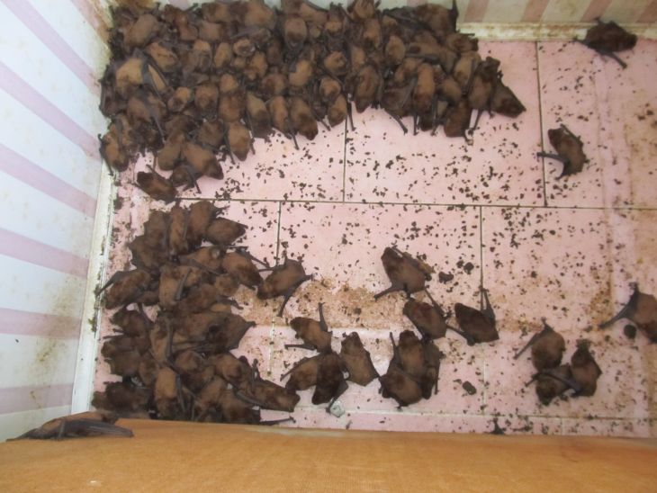 Жуткое зрелище: во Львове мужчина обнаружил в своей квартире 1700 летучих мышей