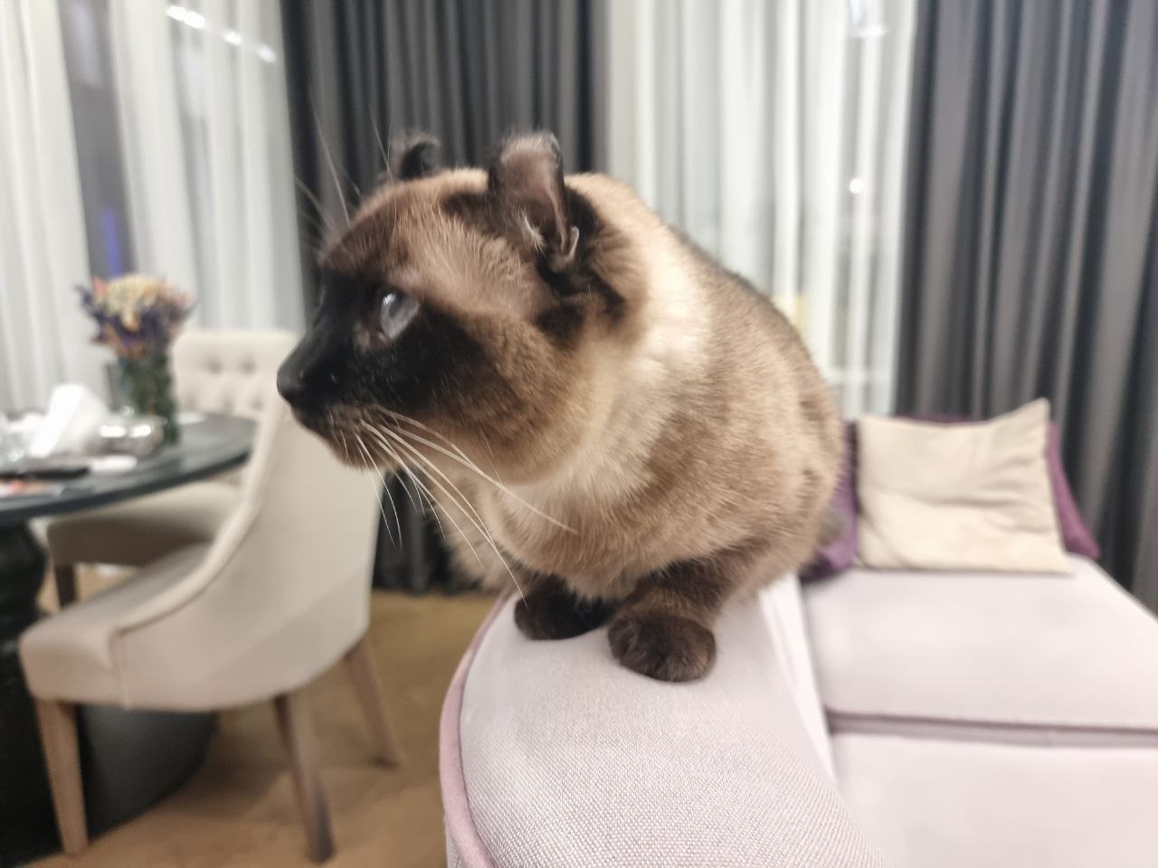 кошки