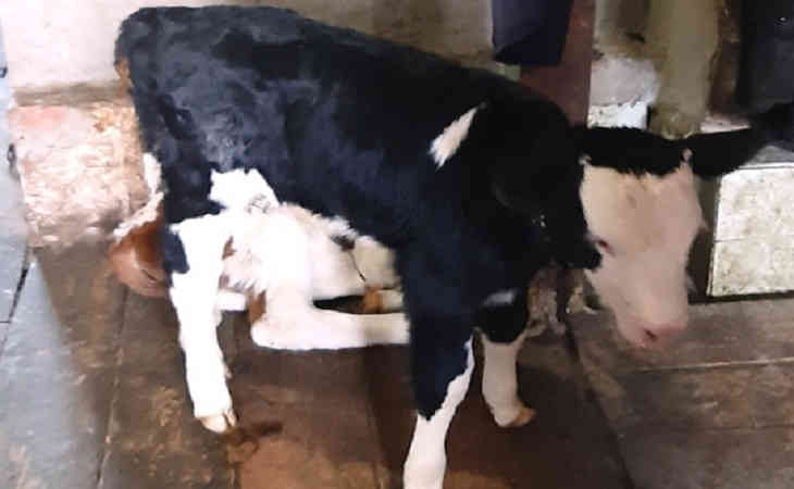 «Рядом с телятами и козлятами»: трехлетняя девочка жила на ферме в загоне для скота