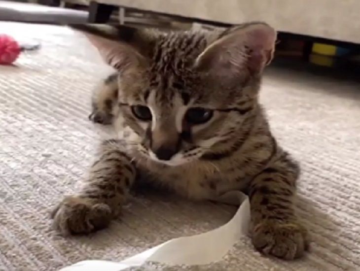 Певица Елена Темникова рассказал о питомце за миллион рублей