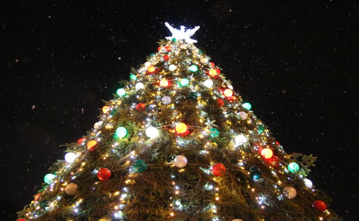 К Новому году готовы. Посмотрите, как выглядят елки Гомеля