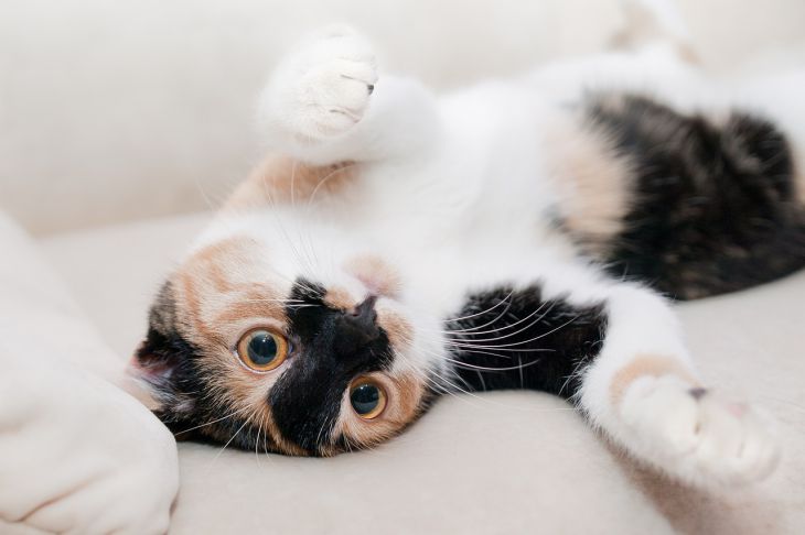 Ваша кошка издает странные звуки? Проверьте, что они означают: новости,  кошки, эксперты, звук, домашние животные