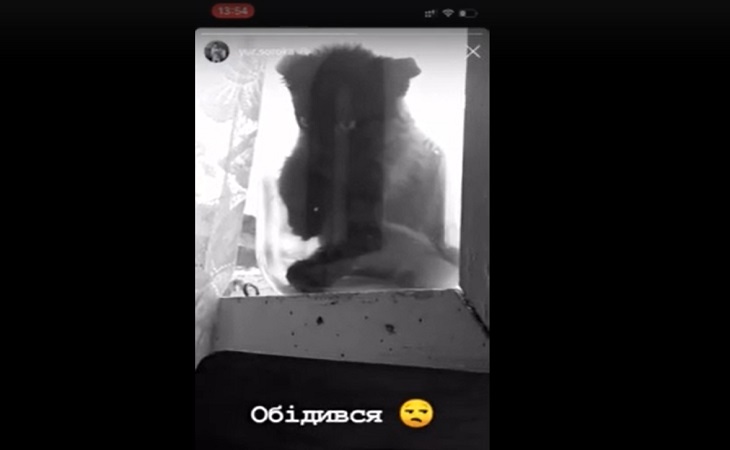 Парень «законсервировал» котенка в банке ради фото в Instagram: грозит до 3 лет тюрьмы