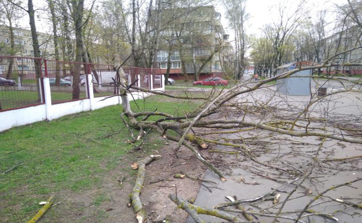 Непогода в Беларуси: ветер вырывает деревья и сносит крыши 