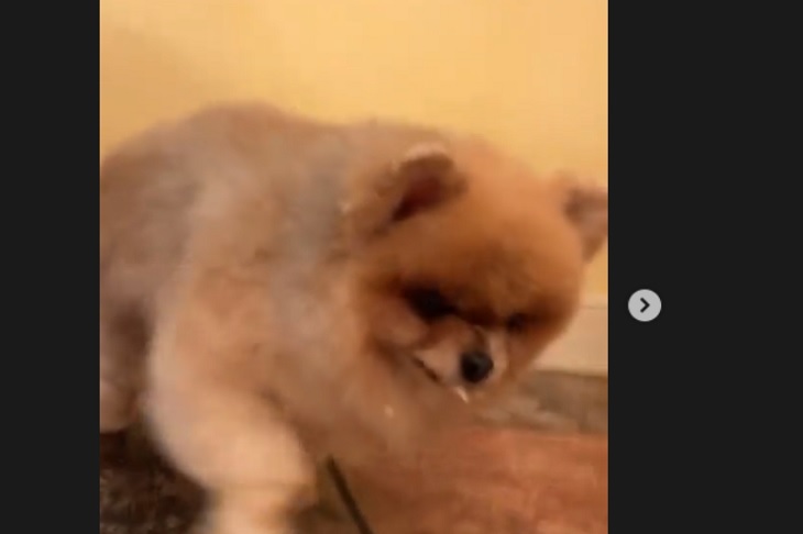 Шпиц Галкина