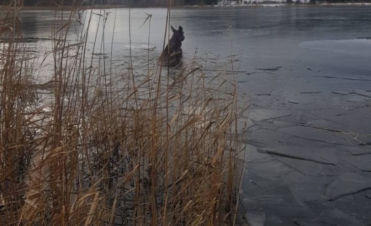 В Смолевичском районе лось провалился под лед: его доставали спасатели МЧС