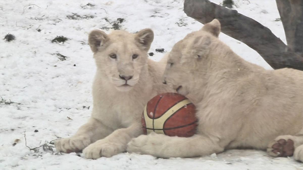 В минском зоопарке живут белые львы, подаренные Николаю Лукашенко