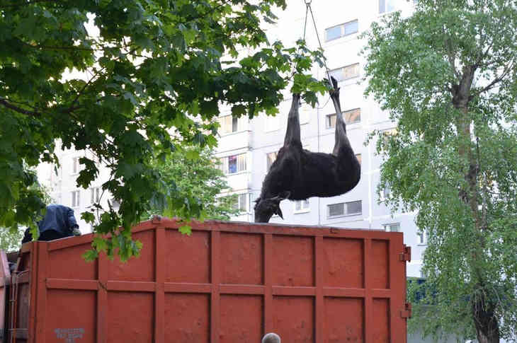 Фотофакт: мертвый лось валялся во дворе в Могилеве