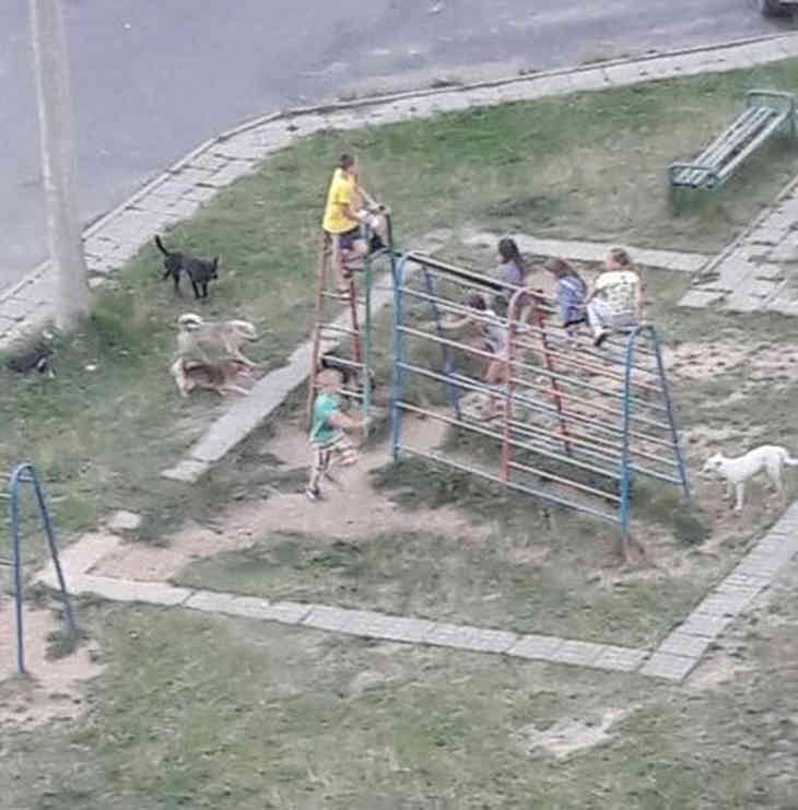 В Могилеве стая бродячих собак напала на детей