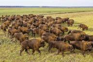 Редкое фото. В Гродненской области на поле замечено стадо зубров