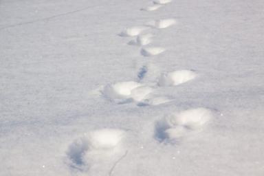 Двух туристов на снегоходе накрыло лавиной в российских горах