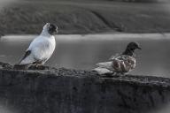 В Солигорске 20-летнего парня приговорили к году исправительных работ за убийство голубей