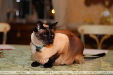 Во время официальной встречи Румаса в Лондоне на столе сидела кошка