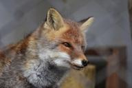 В Гродно обнаружили бешеную лису: в одном квартале уже объявлен карантин